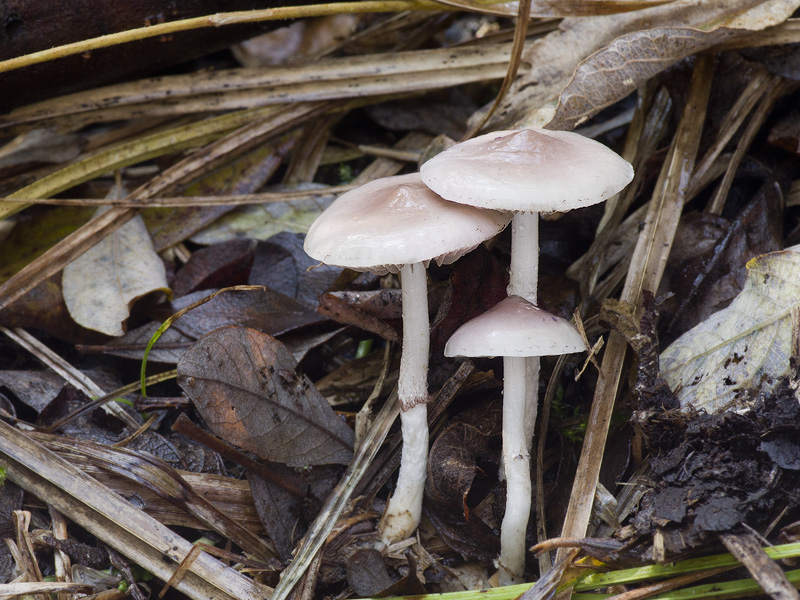 Stropharia inuncta